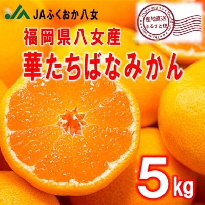 先行受付【福岡県八女市産 華たちばなみかん5kg】JAふくおか八女より産地直送※12月より順次発送