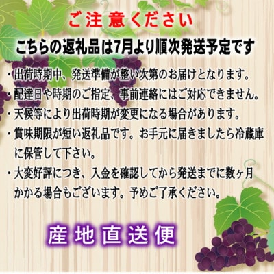 【博多ピオーネ350g×4パック】JAふくおか八女より産地直送※7月より順次発送