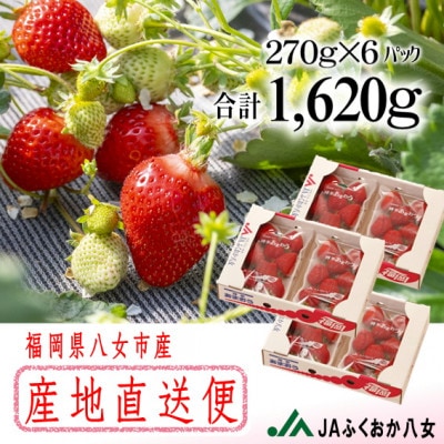 『先行受付』【博多あまおうグランデ270g×6パック】JAふくおか八女より産地直送※2月より順次発送