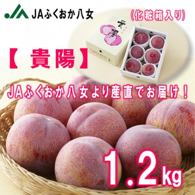 【福岡のスモモ】(貴陽1.2kg)JAふくおか八女より産地直送※6月下旬～7月中旬頃順次発送予定