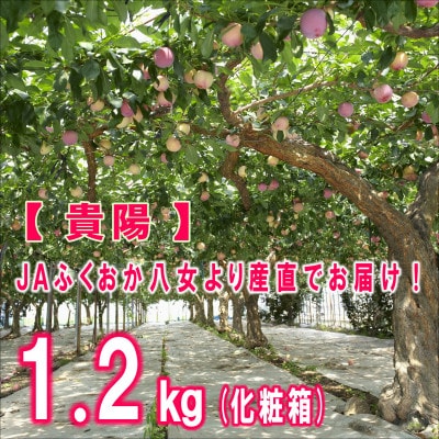 【福岡のスモモ】(貴陽1.2kg)JAふくおか八女より産地直送※6月下旬～7月中旬頃順次発送予定