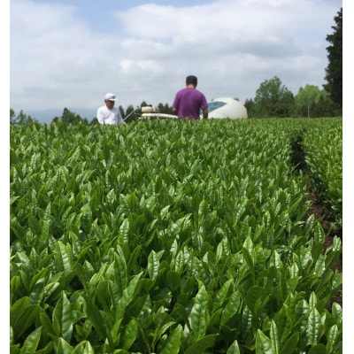 栽培期間中農薬不使用八女茶　緑茶微粉末パウダー　2袋
