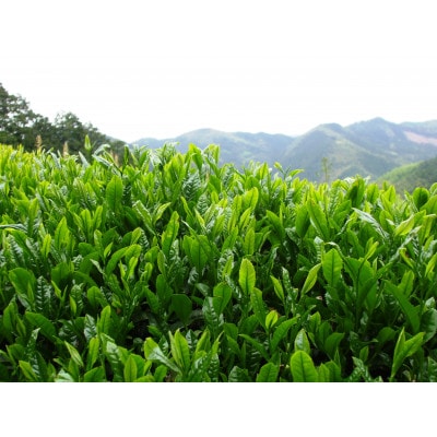 栽培期間中農薬不使用　八女茶　玄米茶・抹茶入り玄米茶
