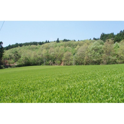 【2025年新茶予約】室園銘茶の一番人気　煎茶・翠　3袋入り