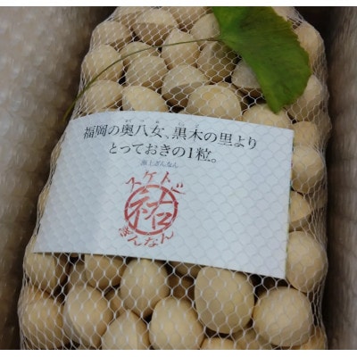 【先行受付】自然の恵みいっぱい。大粒!スケトシ銀杏【2L以上】殻付き(1kg)