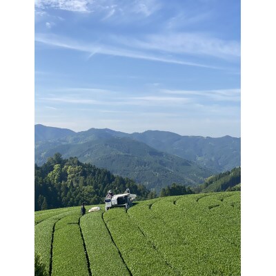星野茶新茶 100g×3本 計300g 八女市星野村産