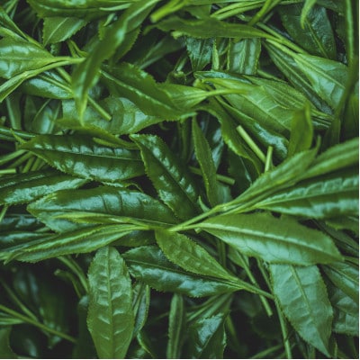 八女伝統本玉露ボトリングティー YAME