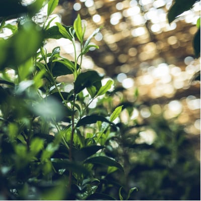 八女伝統本玉露ボトリングティー  特別抽出茶