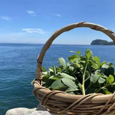 姫島村産 長命草 ペースト 1箱(30袋入り)