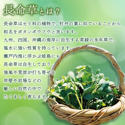 姫島村産 長命草 ペースト 1箱(30袋入り)