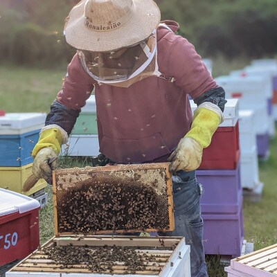 合計900g 深田養蜂の天然蜂蜜 国産蜂蜜 非加熱 生蜂蜜 岐阜県 美濃市産 初夏 B11