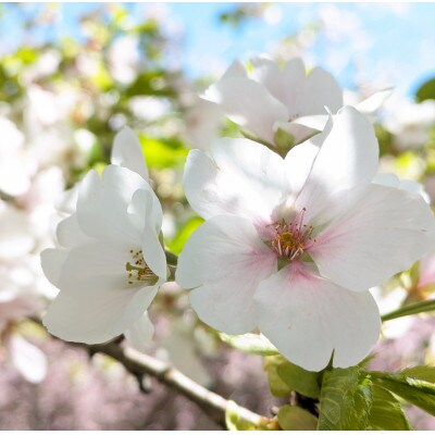【さとふる限定】桜のはちみつ 230g 深田養蜂の天然・生蜂蜜【数量限定】
