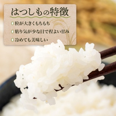 R7年産 先行予約 低農薬と清流で育った安心米『ハツシモ』10kg×1袋 美濃グリーン