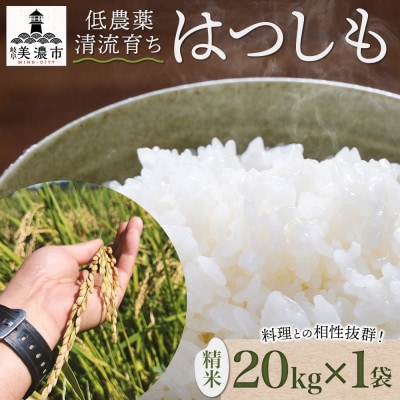 R7年産 先行予約 低農薬と清流で育った安心米『ハツシモ』20kg×1袋 美濃グリーン 美濃市