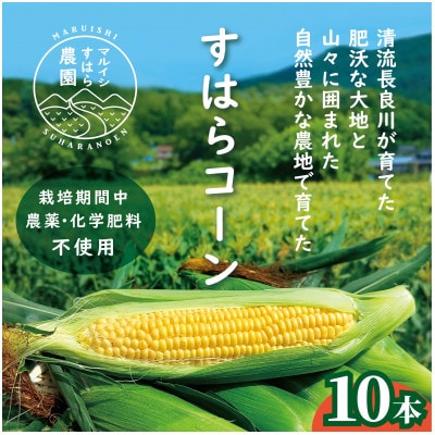 清流長良川の恵み　朝採れ「すはらコーン」10本　栽培期間中農薬・化学肥料不使用!