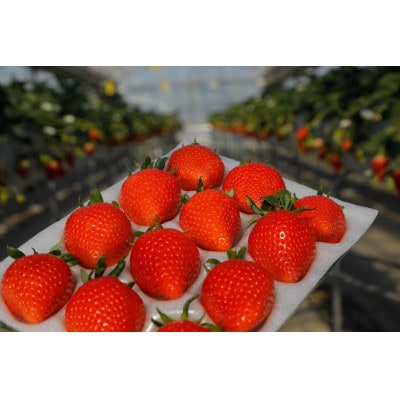 群馬県産 贈答用いちご2品種食べ比べセット　約800g【農林水産大臣賞】