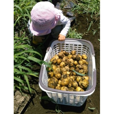 じゃがいもの植え付け・芽かき・収穫体験  品種(きたあかり)苗いも1kg　収穫時12kg～15kg
