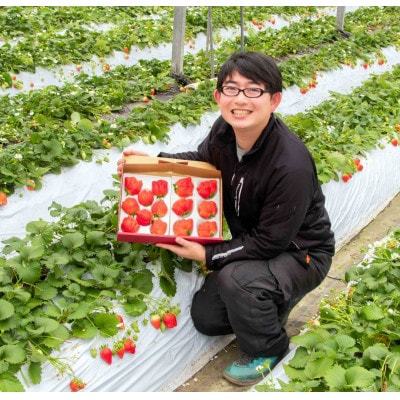 やよいひめ　かなり強い香り、味を皆様のもとへ　280g×12パック