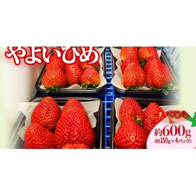 2026年群馬県いちご品評会金賞　やよいひめ　コク、甘さ、香りが強いいちご　150g×4パック