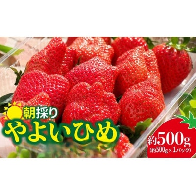 2026年群馬県いちご品評会金賞やよいひめ　500g×1パック　こだわりの味、甘さ、香りが強いいちご