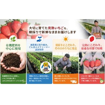 【発送月固定定期便】群馬県前橋市産いちご「やよいひめ」約800g 全3回