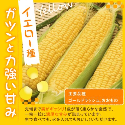 【2025年先行受付】北海道芽室町 スイートコーン10本 イエロー me002-004c-25