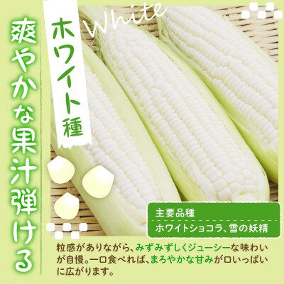 【2025年産先行受付】北海道十勝芽室町 とうもろこし 10本 ホワイト me002-005c-25