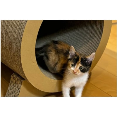 猫の爪とぎ　ローリングトンネル