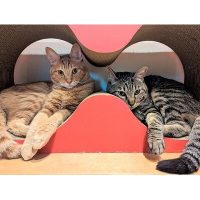 猫の爪とぎ　メガネケース(カラー:ピンク)