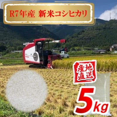 令和7年産 愛媛県産 コシヒカリ 5kg(精米)