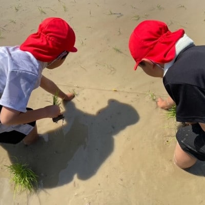 令和7年産 愛媛県産 コシヒカリ 5kg(精米)