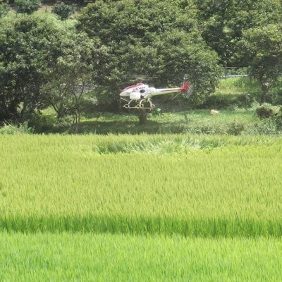 令和7年産 愛媛県産 コシヒカリ 5kg(精米)