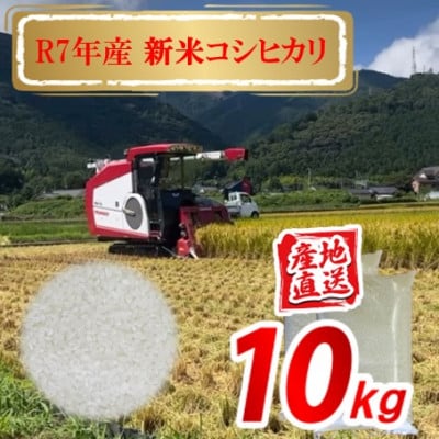 令和7年産 愛媛県産 コシヒカリ 10kg(精米)