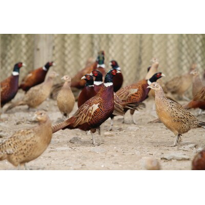 キホクのキジ串焼き四種食べ比べ