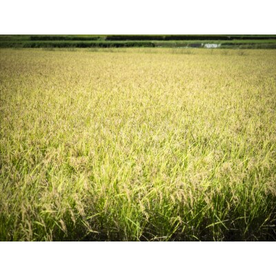 【自然環境米】鬼北のせせらぎ5kg(鬼北町産コシヒカリ)　