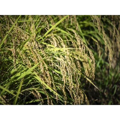 【愛媛県ブランド米】ひめの凜(プレミアムクオリティ)5kg