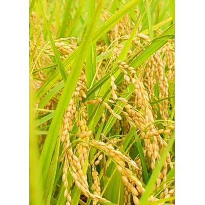 【鬼北町×愛媛県】鬼北のせせらぎ×ひめの凜(プレミアムクオリティ)各2kg[ブランド米セット商品]