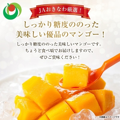 【2025年発送】<ご家庭用・訳あり>完熟アップルマンゴー約1.5kg(白箱)3玉～6玉