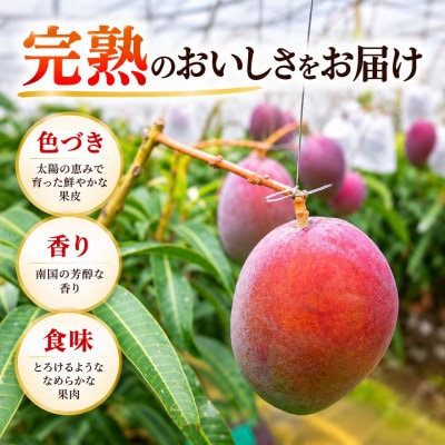【2027年6月下旬から順次発送・贈答用】JAおきなわ厳選 完熟アップルマンゴー2kg(3～6玉)