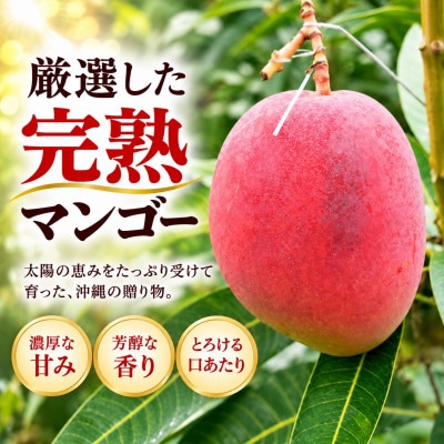 【2027年6月下旬から順次発送・訳あり】完熟アップルマンゴー約1.5kg(3玉～6玉)