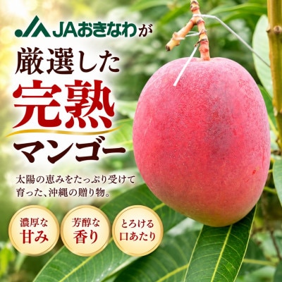 【2027年6月下旬から順次発送・贈答用】完熟アップルマンゴー約1.5kg(3玉～6玉)