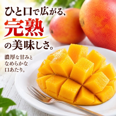 【2027年6月下旬から順次発送・贈答用】完熟アップルマンゴー約1.5kg(3玉～6玉)
