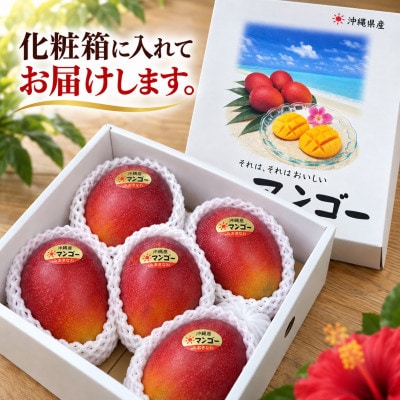 【2027年6月下旬から順次発送・贈答用】完熟アップルマンゴー約1.5kg(3玉～6玉)