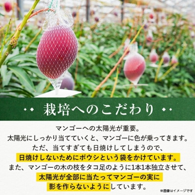 【発送月固定定期便】2026年発送マンゴー2種の食べ比べセット 全2回