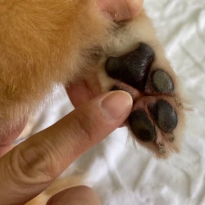 女性獣医師が犬と飼い主のために作ったナチュラルマルチバーム for Dog