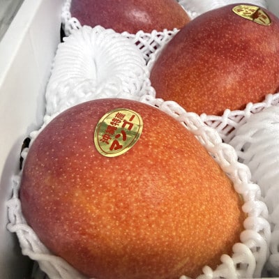 【2027年7月中旬より順次発送】瀬底さんの贈答用アップルマンゴー2kg(4～5玉)