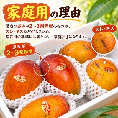 【2027年7月中旬より順次発送・白箱入り】瀬底さんの家庭用アップルマンゴー2kg(4～6玉)