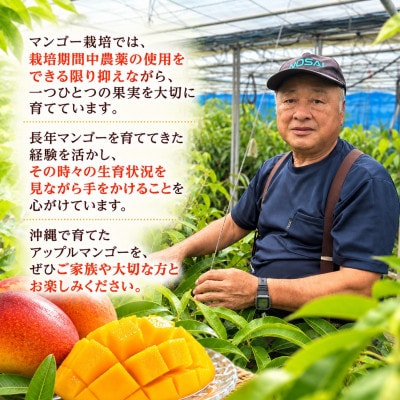 【2027年7月中旬より順次発送・白箱入り】瀬底さんの家庭用アップルマンゴー2kg(4～6玉)