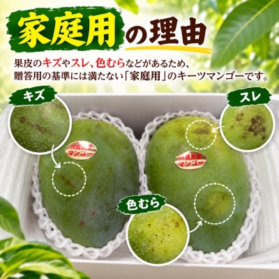 【2027年8月中旬より順次発送・家庭用】瀬底さんの幻のキーツマンゴー2kg(2～4玉)