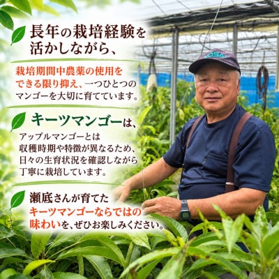 【2027年8月中旬より順次発送・家庭用】瀬底さんの幻のキーツマンゴー2kg(2～4玉)